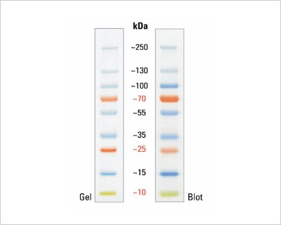how-choose-right-protein-ladders-header-fluorescent-20-364-0064 how-choose-right-protein-ladders-header-fluorescent-20-364-0064