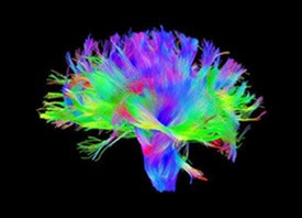 neuroscientists-brain-waves neuroscientists-brain-waves