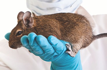 neuroscientists-rat neuroscientists-rat