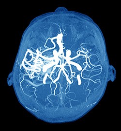 neuroscientists-brain neuroscientists-brain