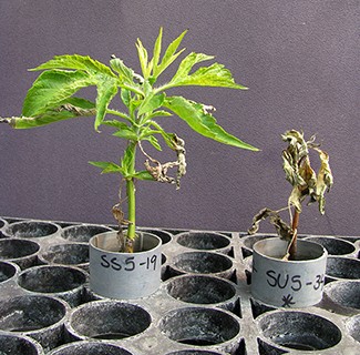 labreporter-plants labreporter-plants