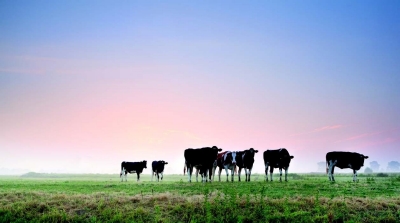 cultured-meat cultured-meat