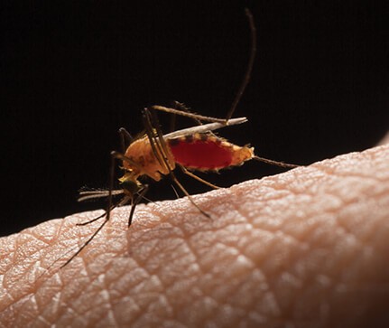 Zika-protein-identification-aids-zika-virus-battle-ar Zika-protein-identification-aids-zika-virus-battle-ar