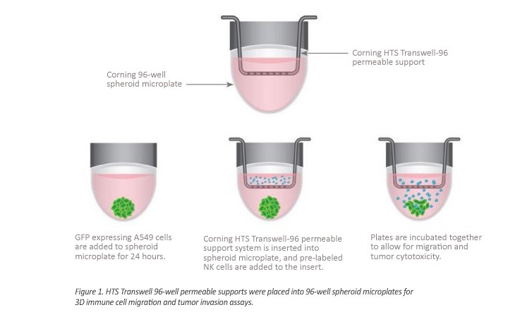 immune-oncology-research-figure1 immune-oncology-research-figure1