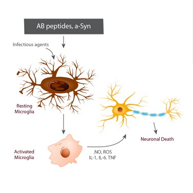 lr-neuroprotection-2567 lr-neuroprotection-2567