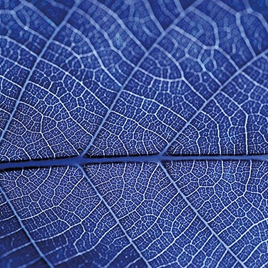 life-sciences-learning-how-plants-breathe-20-0262