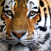 tiger-article-200-200-0103 tiger-article-200-200-0103