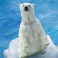 polar-bear-200x200-0103 polar-bear-200x200-0103