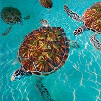 world-turtle-day-article-200x200-0103 world-turtle-day-article-200x200-0103